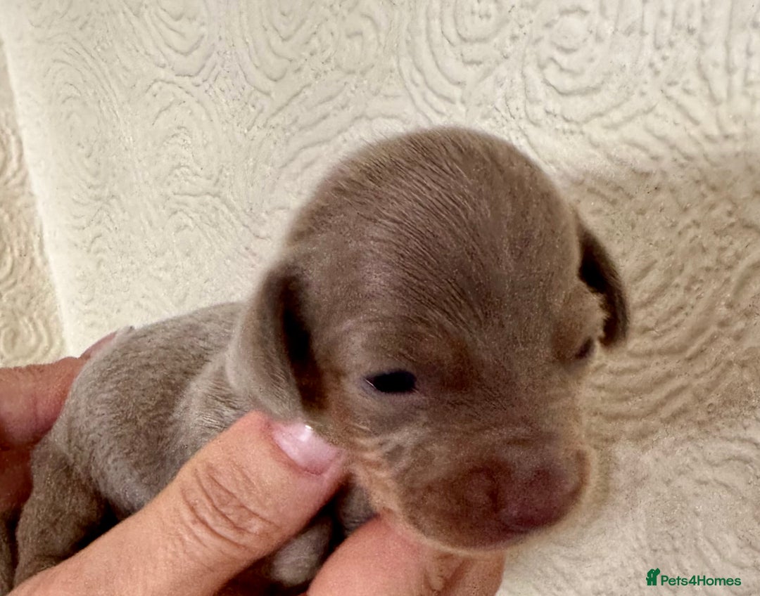 Miniature Dachshund dogs for sale: Miniature dachshunds  - Image 19