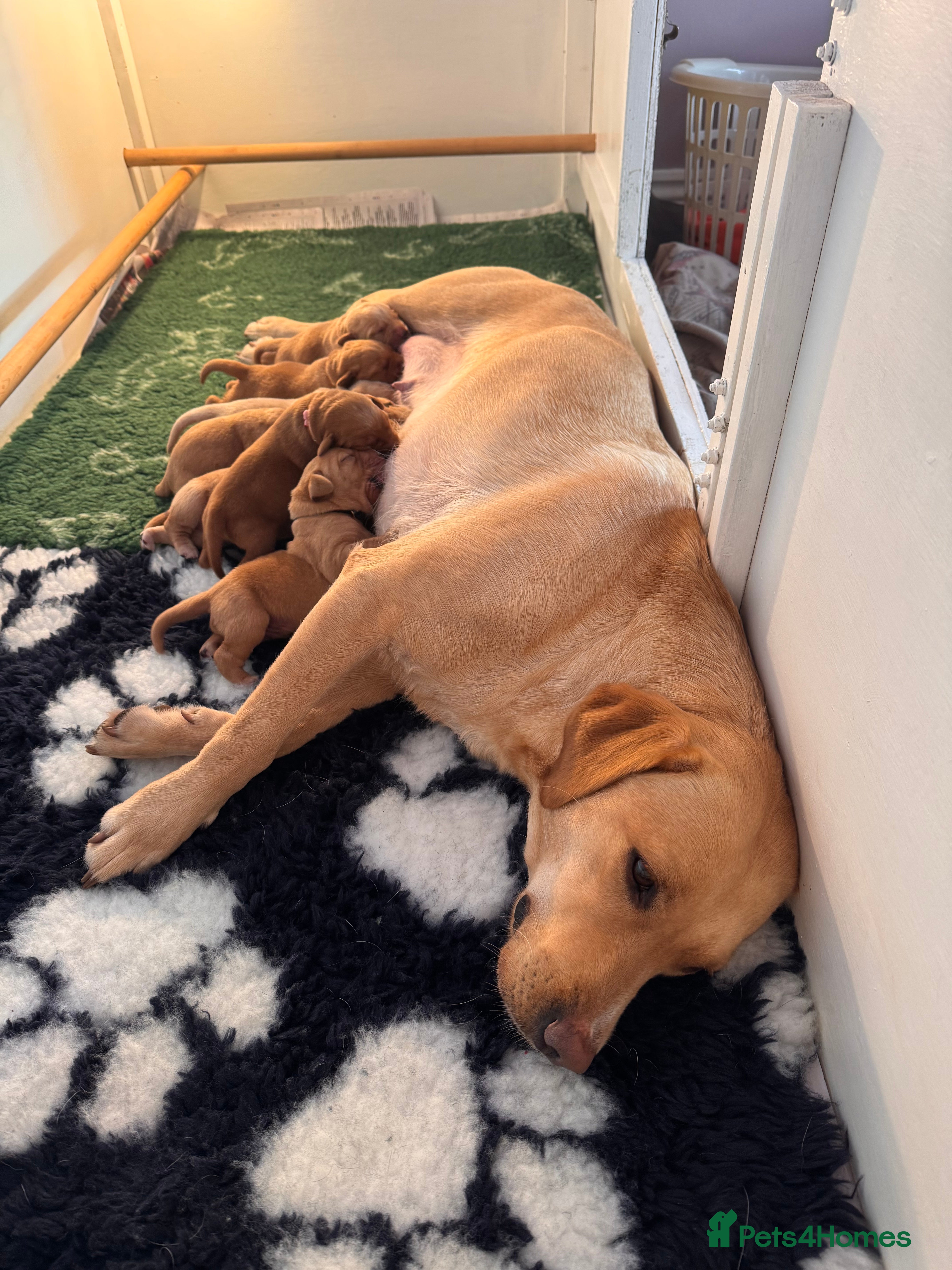 Labrador Retriever dogs Beautiful Fox Red and Yellow Labrador Puppies  - Advert 1