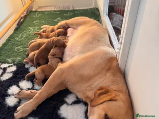 Labrador Retriever dogs Beautiful Fox Red and Yellow Labrador Puppies - Advert 3