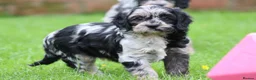 Cavapoo dogs for sale: Beautiful Cavapoo puppies for sale - Advert 21