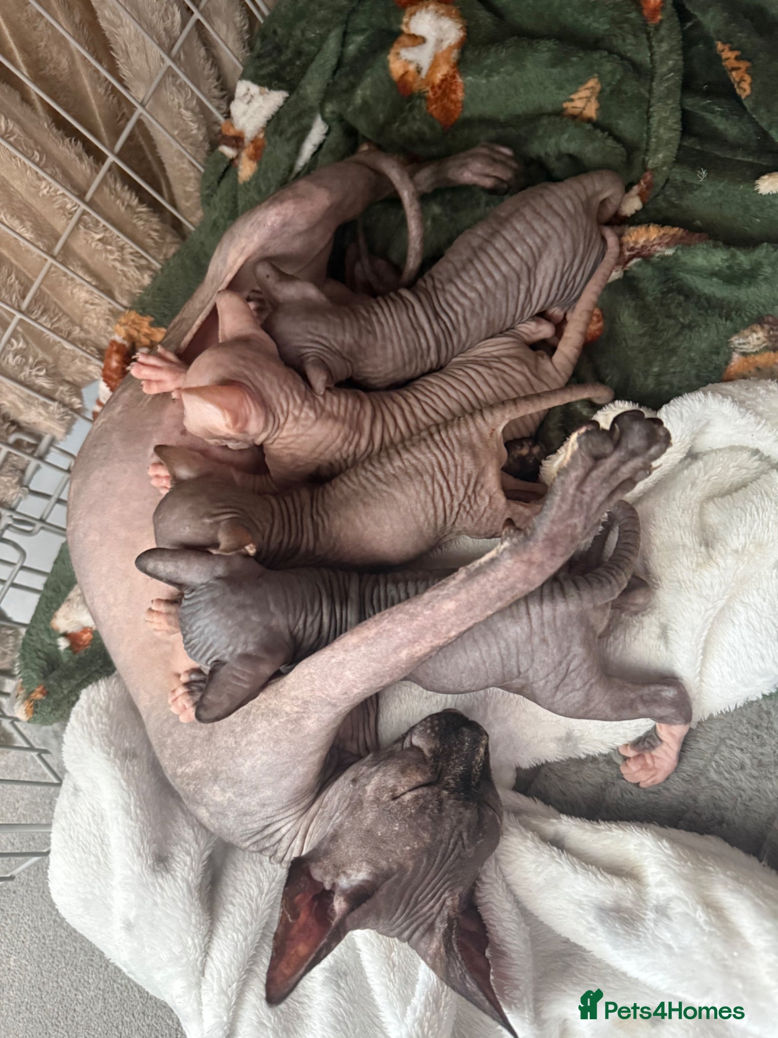 Sphynx cats for sale: 4 Sphynx kittens - Advert 2
