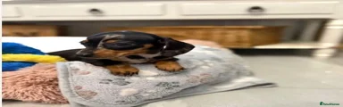 Miniature Dachshund 1