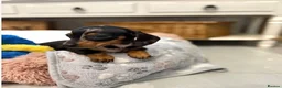 Miniature Dachshund dogs for sale: Beautiful Miniature Dachshund Puppies in Bath - Advert 14