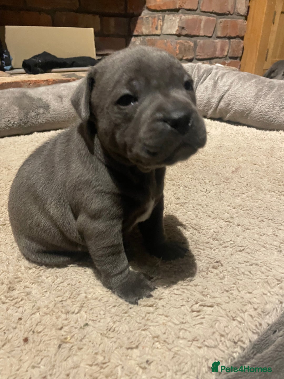 Staffordshire Bull Terrier dogs for sale: Staffordshire Blue KC Registered Kassius Pups - Advert 6