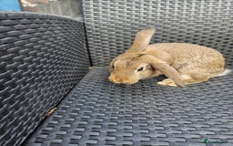 Mixed Breed rabbits for sale: Baby rabbits  - Image 3