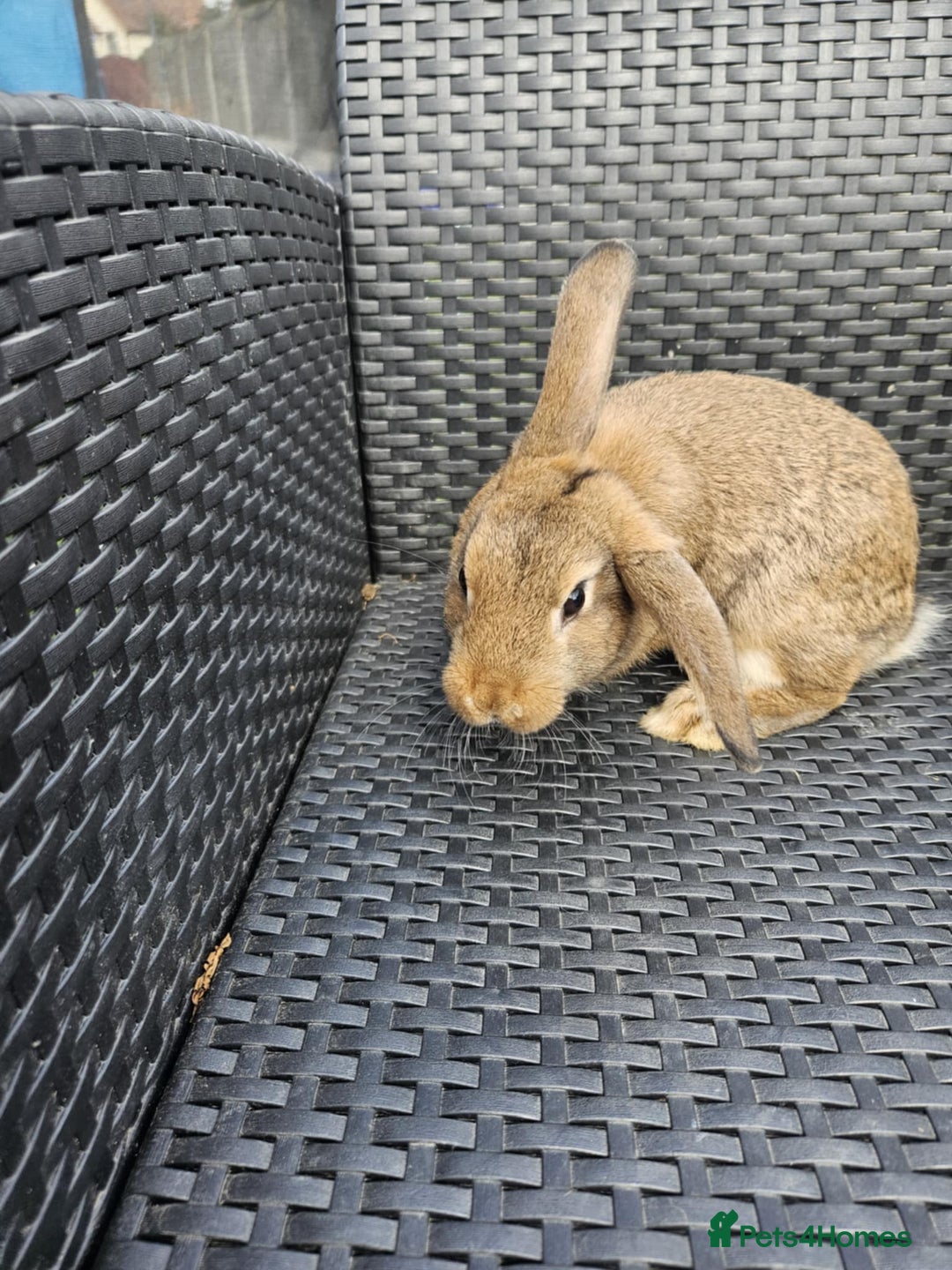 Mixed Breed rabbits for sale: Baby rabbits  - Image 3