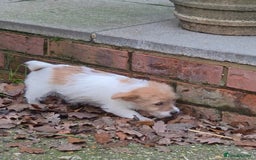 Jack Russell dogs for sale: Lovely Rough Coated Small Jack Russells  - Advert 6