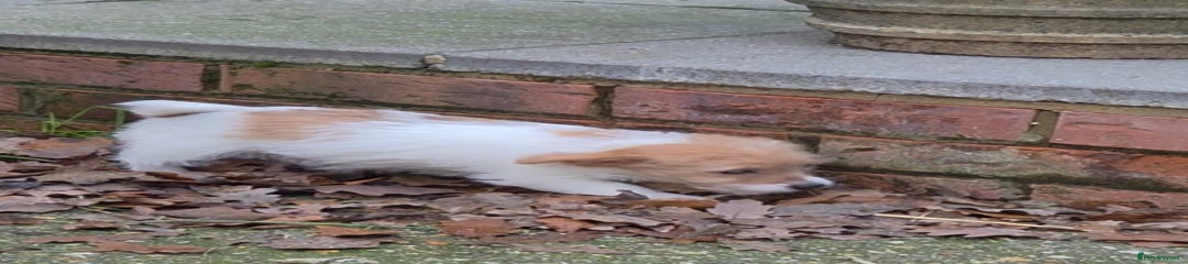 Jack Russell Puppy 3