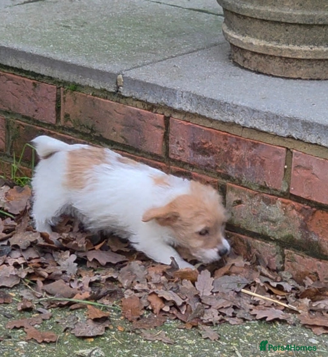 Jack Russell dogs for sale: Lovely Rough Coated Small Jack Russells  - Advert 6