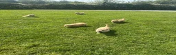 Golden Retriever dogs for sale: 1 Gorgeous Golden Retriever  Health Tested  - Advert 14