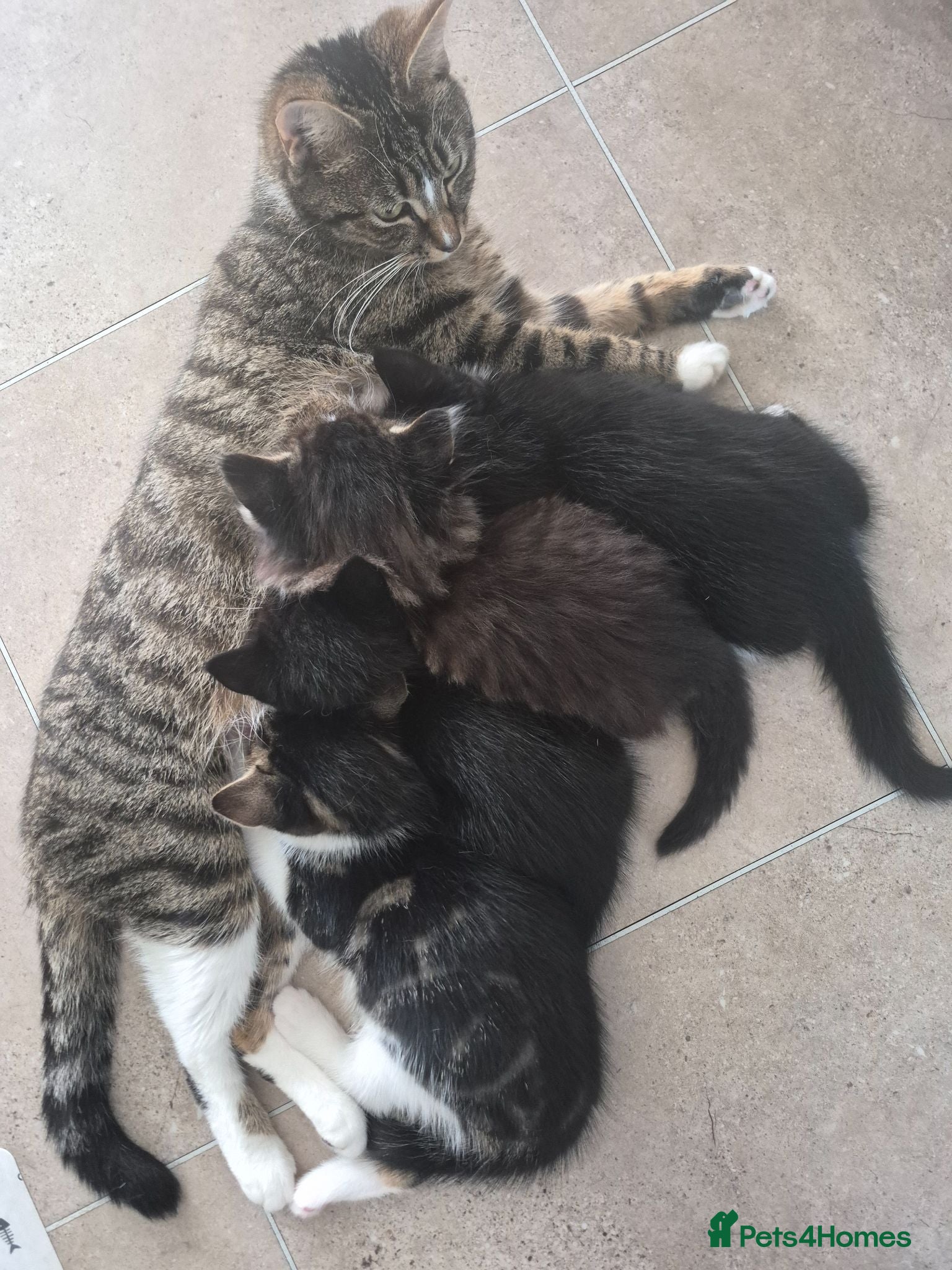 Domestic Shorthair cats 2 adorable little kittens ready for new homes - Advert 2