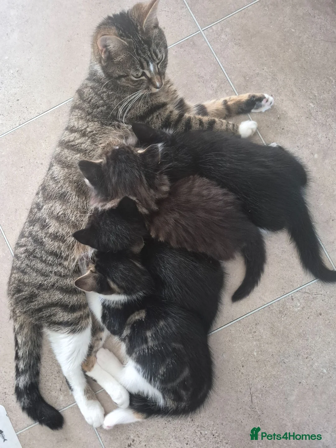 Domestic Shorthair cats for sale: 2 adorable little kittens ready for new homes - Advert 1