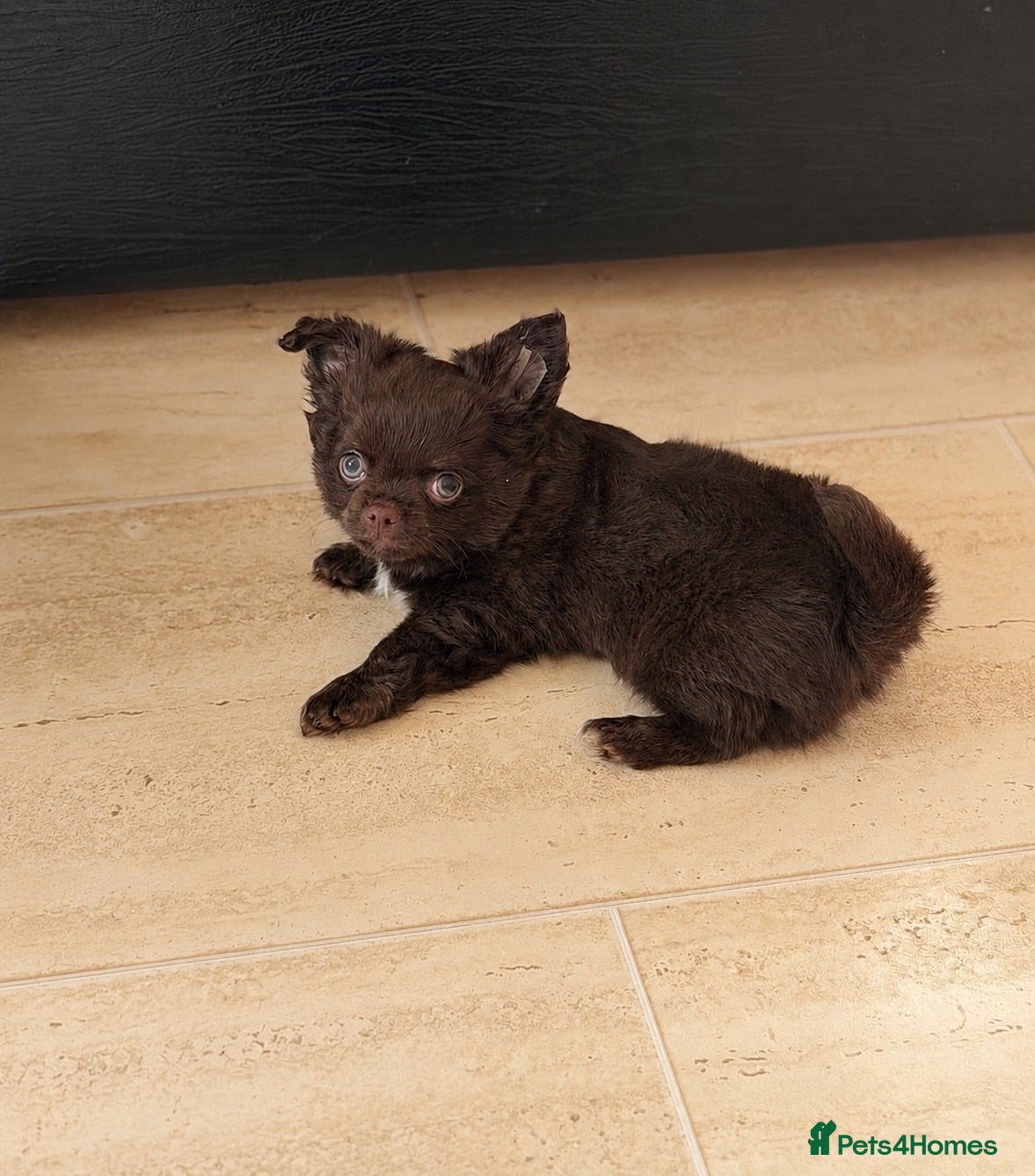 Chihuahua dogs Beautiful chocolate long-coat boy 🍎  - Advert 1