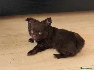 Chihuahua dogs Beautiful chocolate long-coat boy 🍎 - Advert 1
