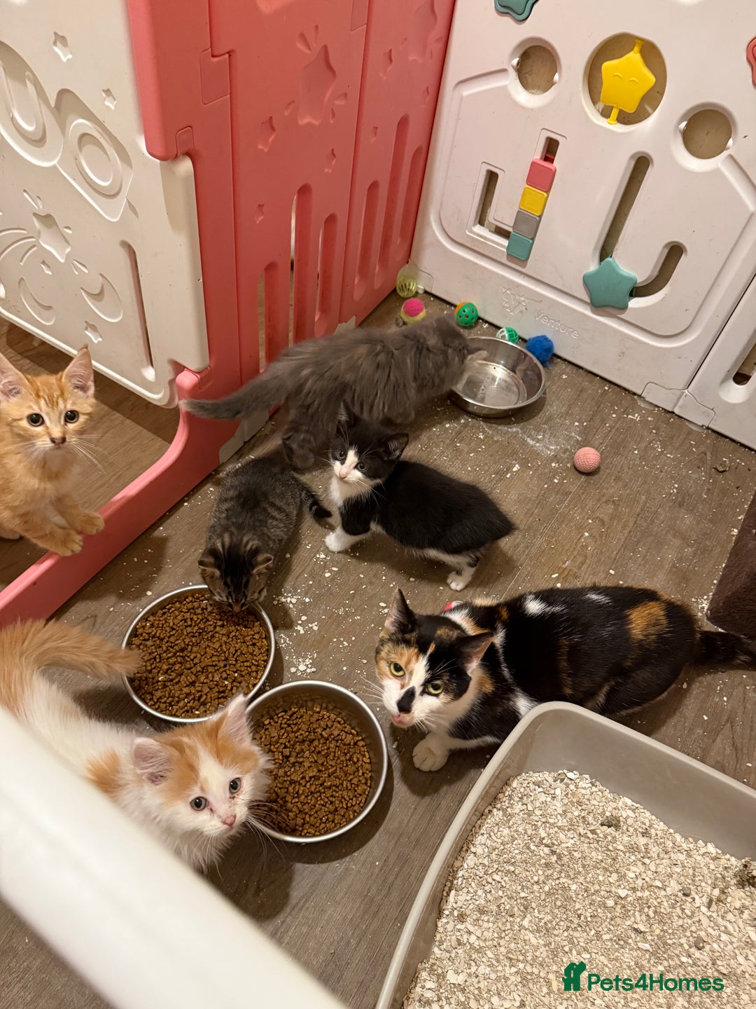 Maine Coon cats for sale: Half Maine coon kittens  - Image 2