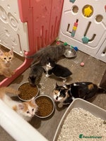 Maine Coon cats - Advert 14