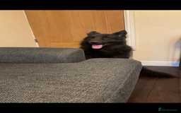 Mixed Breed dogs for sale: German shepherd/golden retriever  in Swadlincote - Image 25