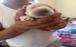 Cocker Spaniel dogs for sale: Golden Cocker spaniel puppy  - Image 3