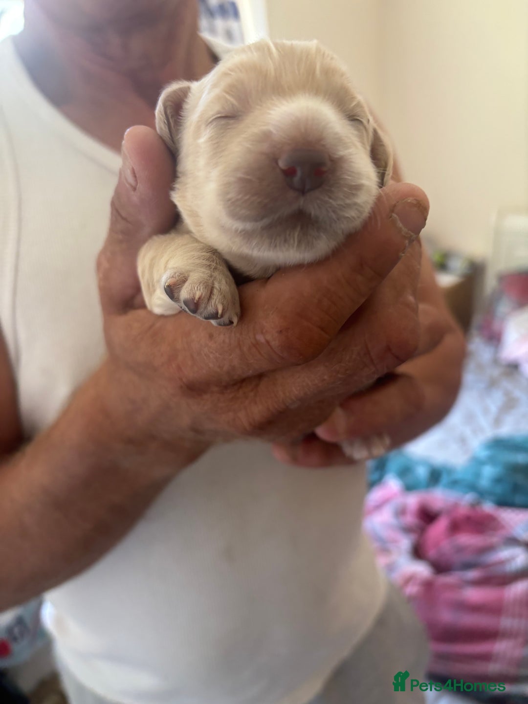 Cocker Spaniel dogs for sale: Golden Cocker spaniel puppy  - Image 3