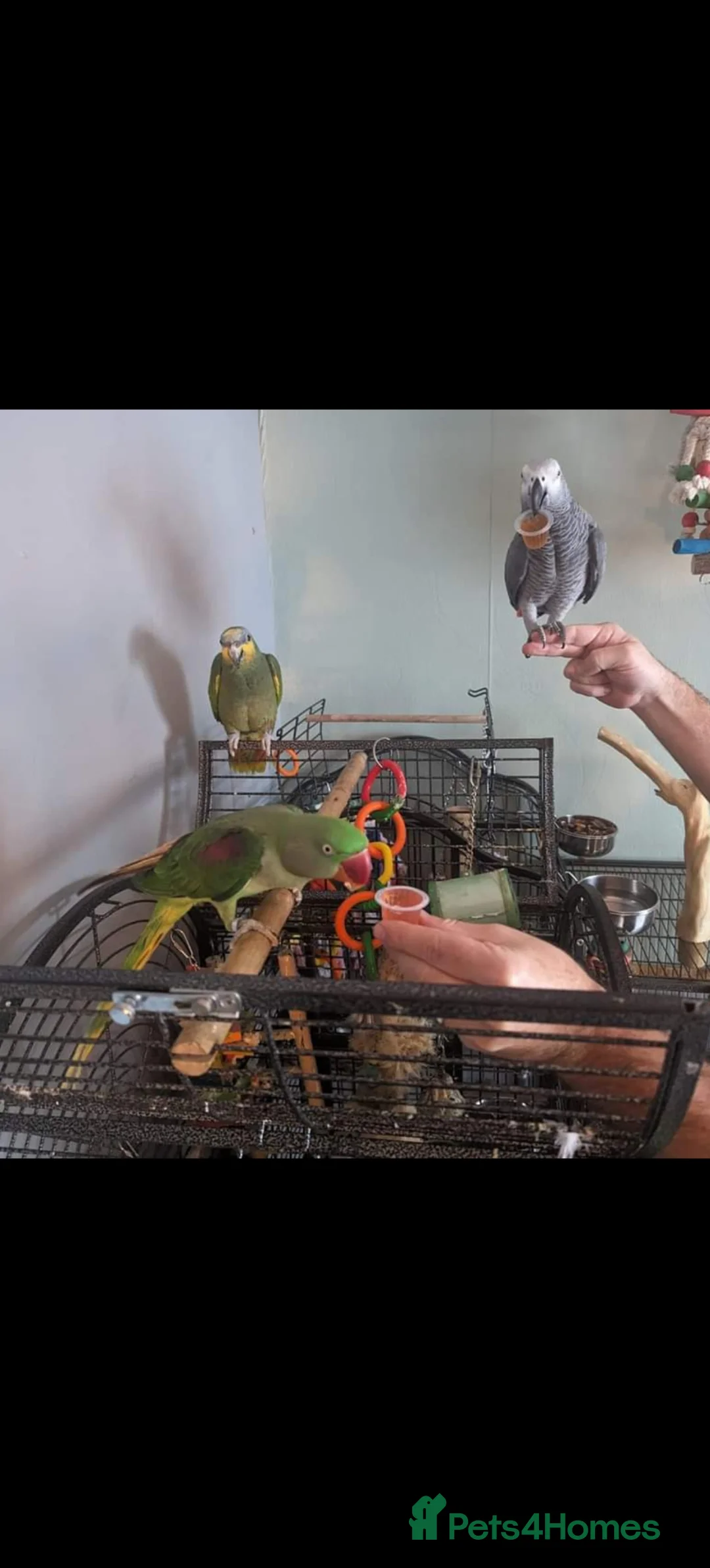 Mixed Breed birds for sale: Derbyshire Sanctuary for all parrots and birds  - Advert 2