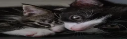 Mixed Breed cats for sale: *two left* Amazing family raised kitten - Advert 9