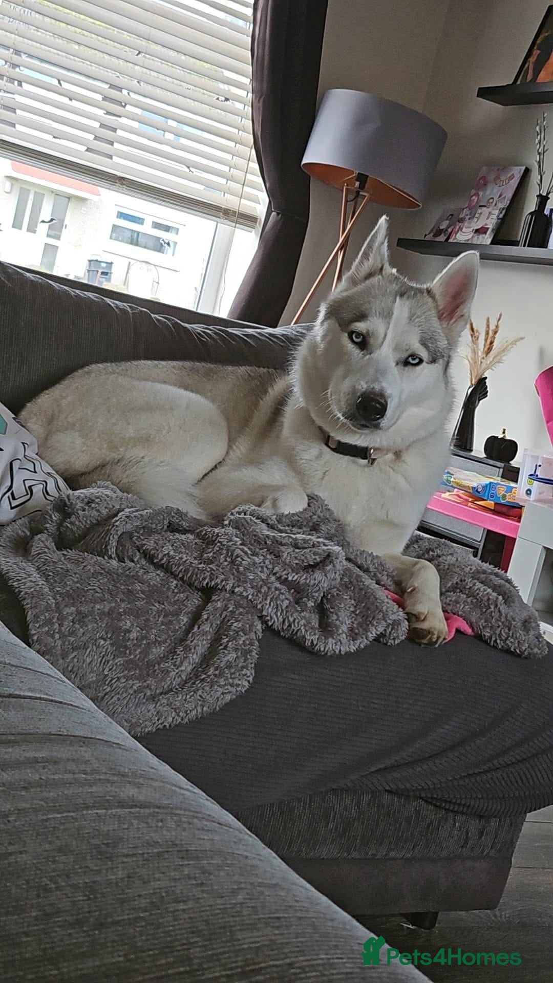 Siberian Husky dogs Siberian Husky For Rehoming  - Advert 1