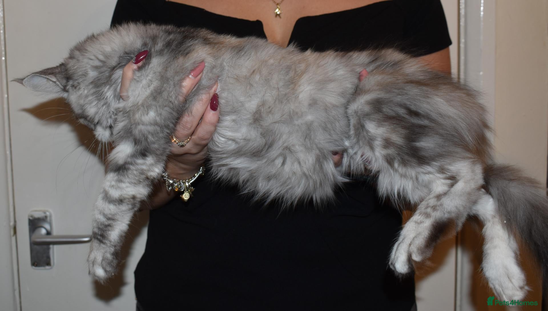 Maine Coon cats 😊LAST TICA registered girl 😊  - Advert 2