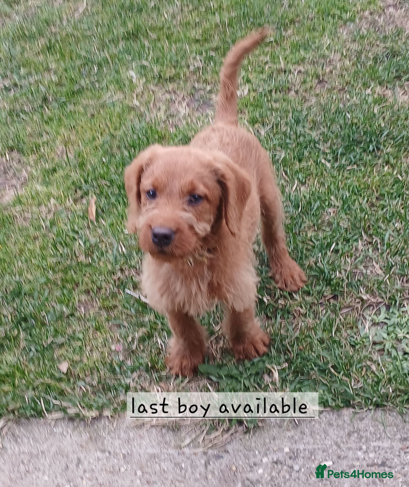 Labradoodle dogs Miniature Labradoodle Puppies / fully vaccinated  - Advert 1