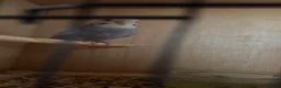 Budgerigars birds for sale: Beautiful baby budgies  - Advert 6