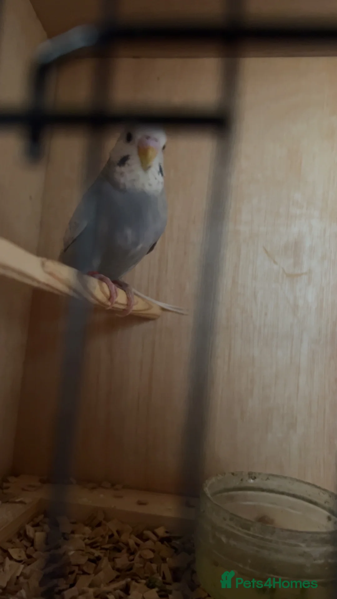 Budgerigars birds for sale: Beautiful baby budgies  - Advert 6