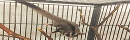 Sugar Glider rodents for sale: Bonded Pair of Sugar Gliders – Hertfordshire in St Albans - Advert 2
