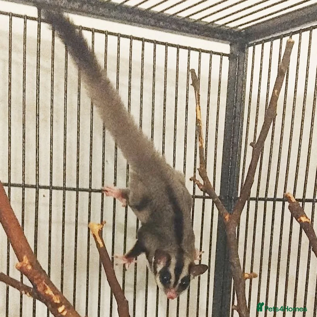 Sugar Glider rodents for sale: Bonded Pair of Sugar Gliders – Hertfordshire in St Albans - Advert 2