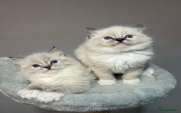 Ragdoll cats for sale: Registered Ragdolls kittens for sale - Image 5