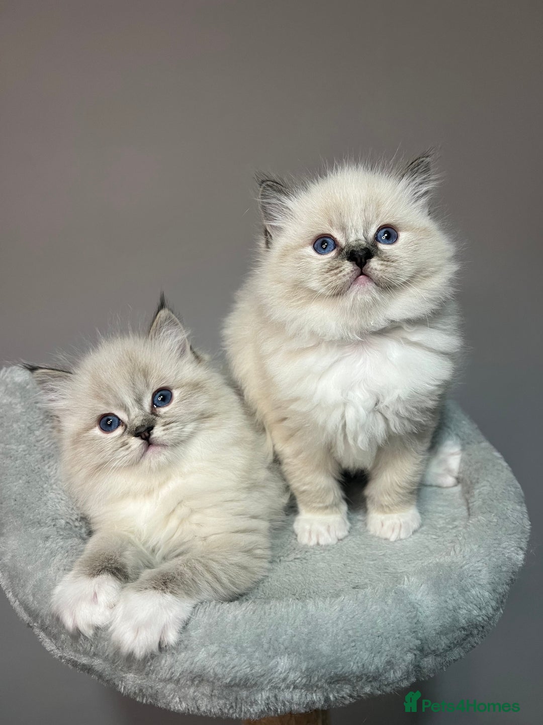 Ragdoll cats for sale: Registered Ragdolls kittens for sale - Image 5