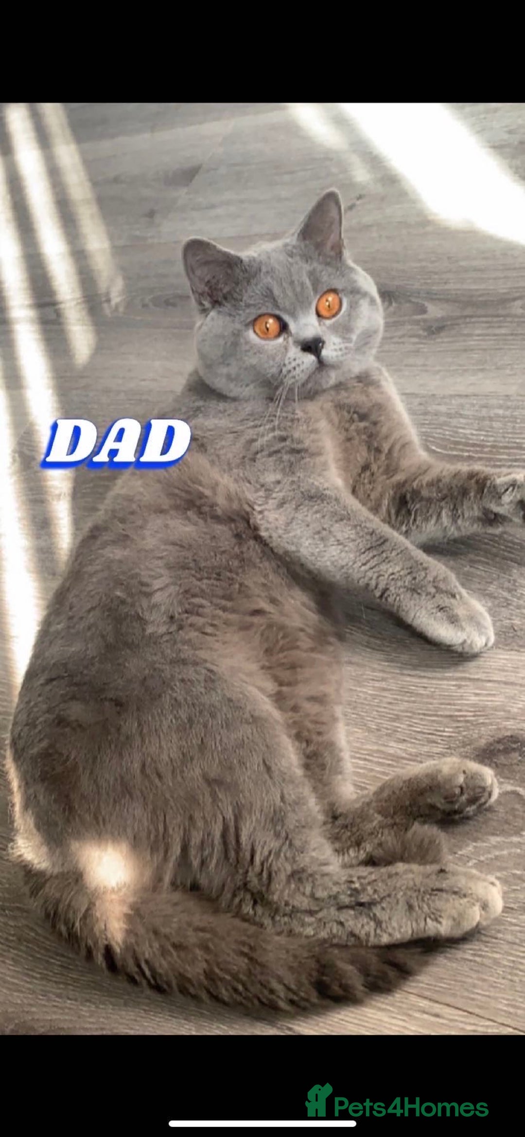 British Shorthair cats for sale: Beautiful British shorthair kittens - Image 9
