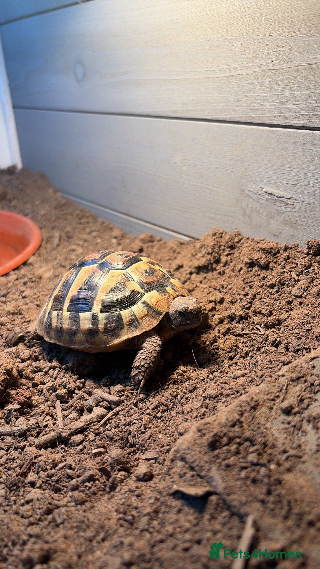 Hermann Tortoise reptiles Hermann tortoise  - Advert 2