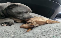 Dachshund dogs for sale: Needs rehoming ASAP - Image 7