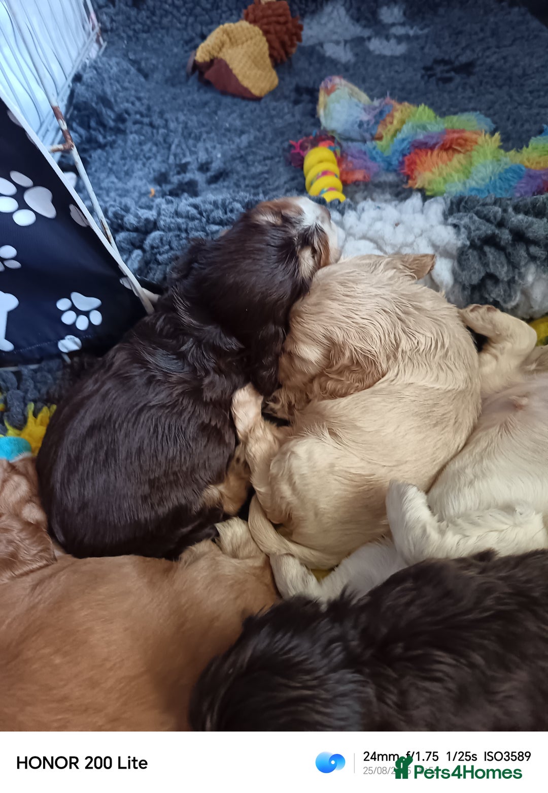 Cocker Spaniel dogs for sale: Show type Cocker spaniel puppy's KCR - Image 11