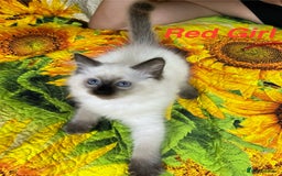 Ragdoll cats for sale: 🐈❤️5 Pure Ragdolls Waiting for Loving Family❗️❤️ - Image 13