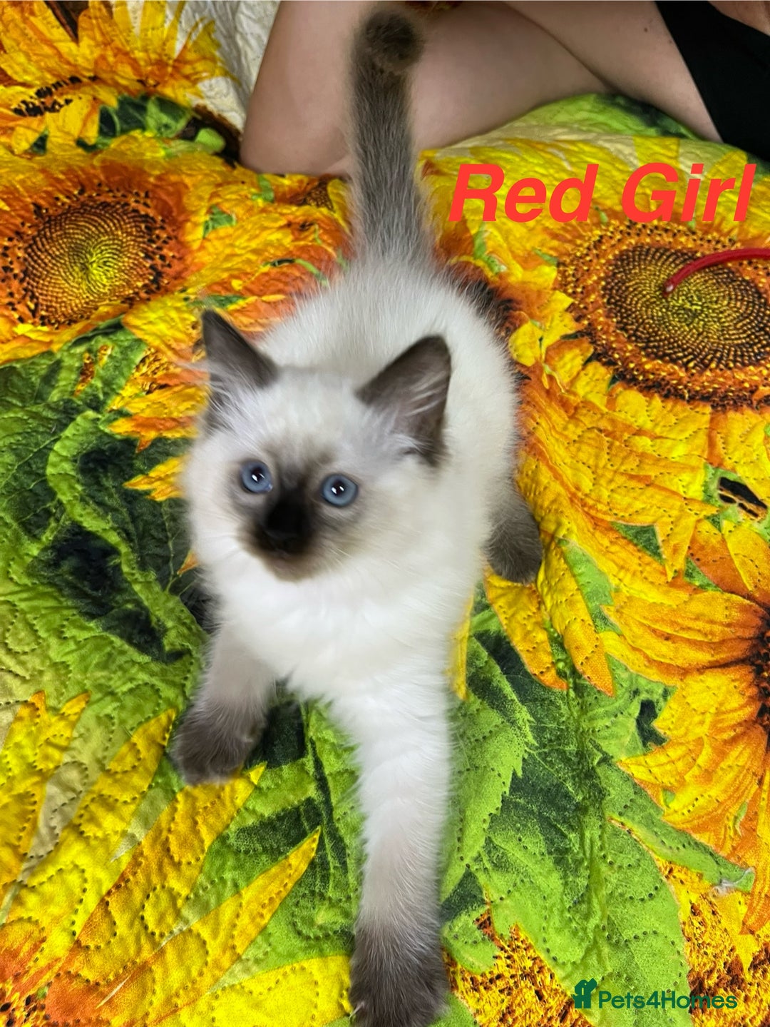 Ragdoll cats for sale: 🐈❤️5 Pure Ragdolls Waiting for Loving Family❗️❤️ - Image 13