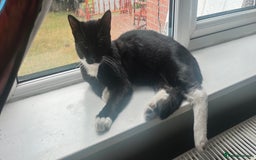 Mixed Breed cats for sale: Two lovely boy kittens looking for forever home  - Image 3