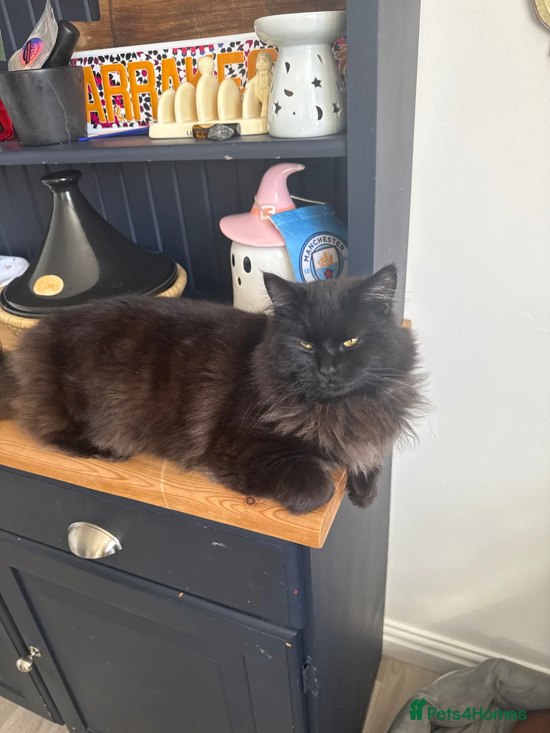 Mixed Breed cats for sale: Two boys good temperament  - Advert 2