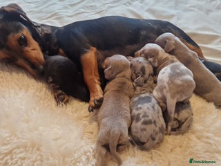 Dachshund dogs Beautiful litter of mini dachshunds - Advert 1