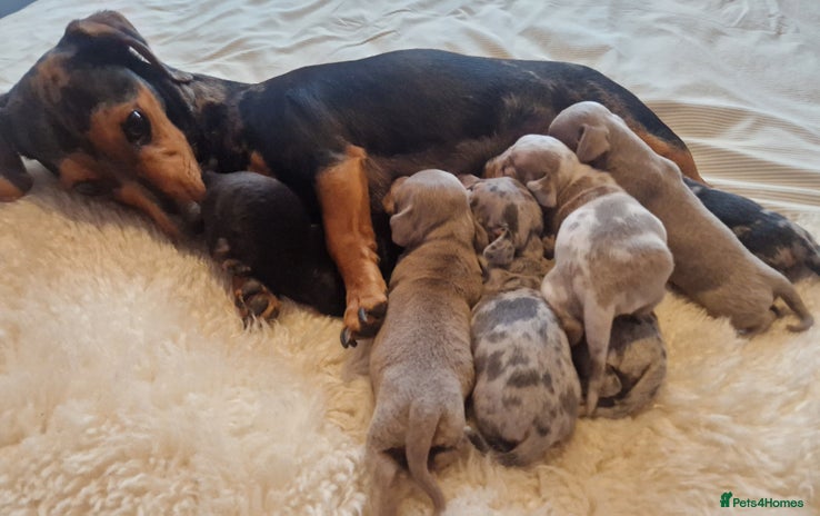 Dachshund dogs Beautiful litter of mini dachshunds - Advert 2