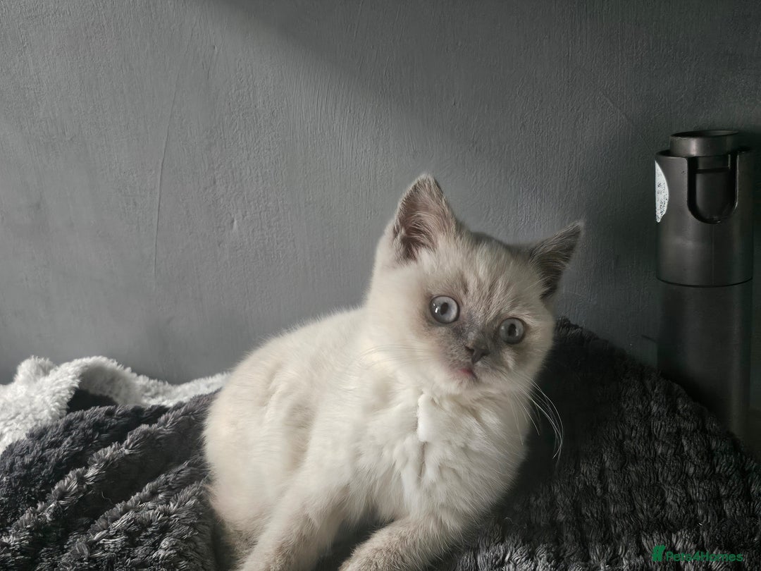 British Shorthair cats for sale: British Shorthair Kittens in Bradford - Image 14