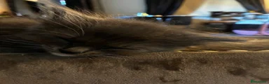 Mixed Breed Kitten 2