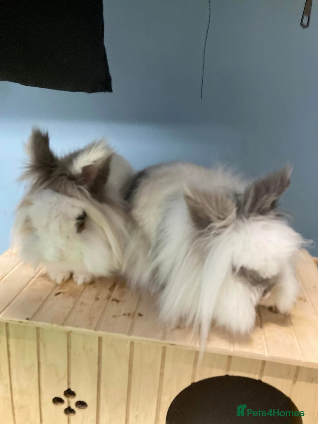 Lionhead rabbits for sale: Bonded Lionhead pair in Sheffield - Advert 2