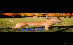 English Bull Terrier dogs for sale: English bull terrier  - Image 1
