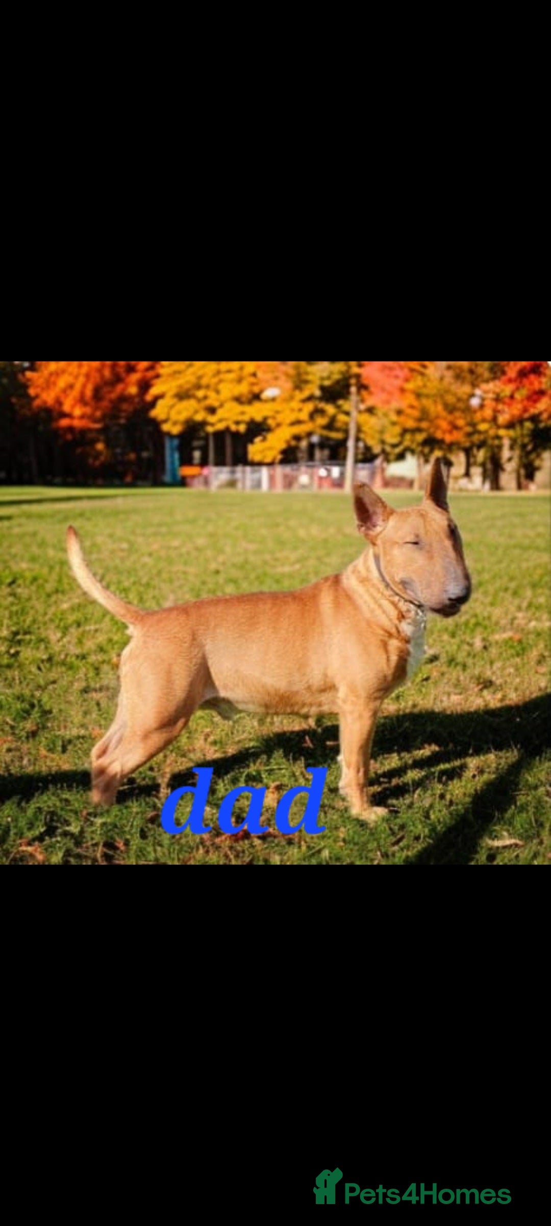 English Bull Terrier dogs for sale: English bull terrier  - Image 1