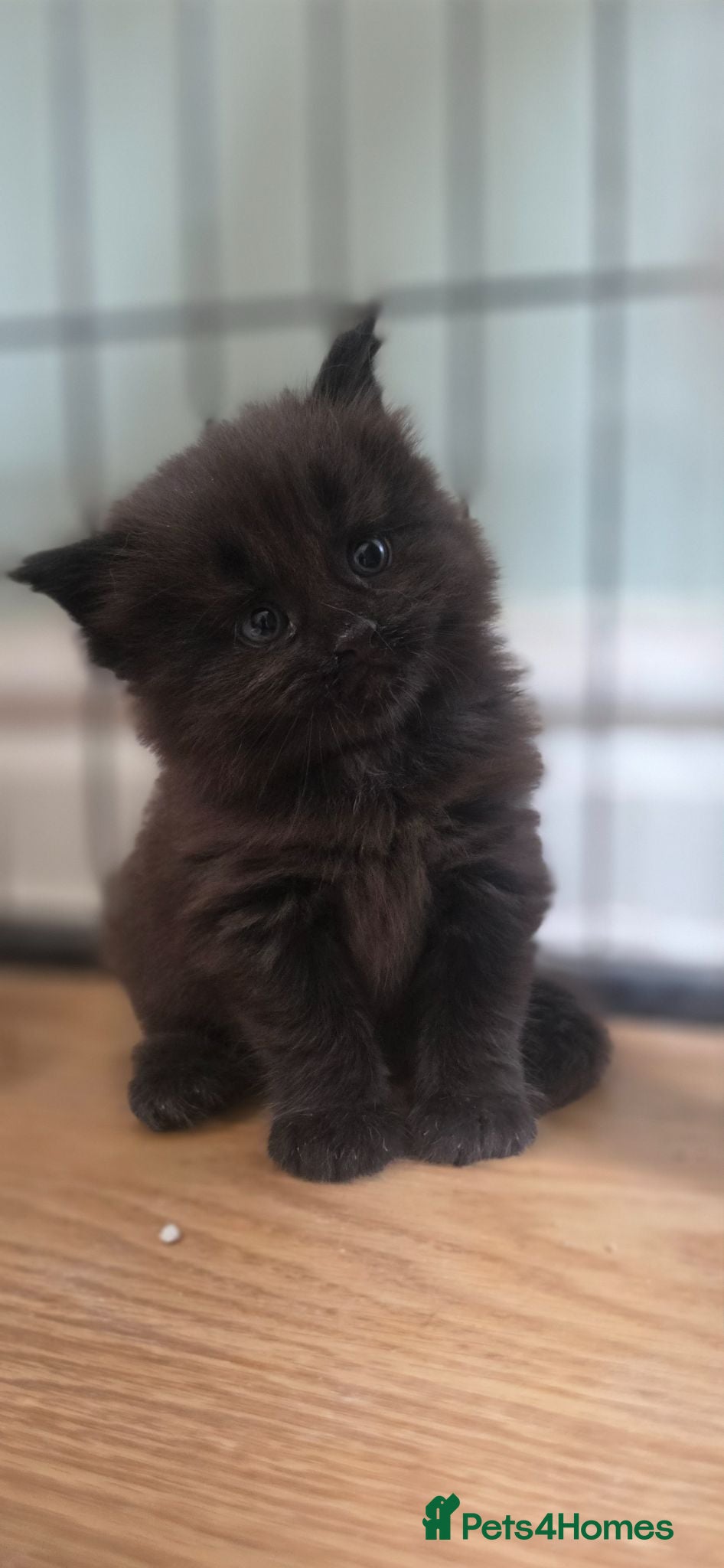 Maine Coon cats Top Quality Mainecoon kittens 😸 🥰😍 - Advert 8